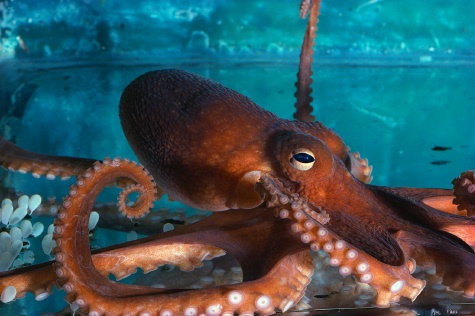 octopus (2)